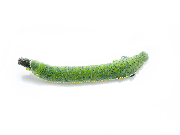 istock Caterpillar of great orange tip butterfly 531846930