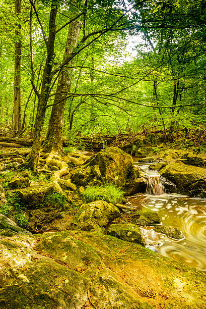 Rocks and trees at Eno River Rocks and trees at Eno River State Park in Durham,North Carolina. This is one of the best natural parks in the northern part of the city, just few miles away from Duke University. It has several hiking trails beneath a thick forest of maple, oak and evergreen trees. Hiking on its trails gives you not only the benefits of exercise and fresh air, but also provides an enjoyable rustic beauty of nature and wildlife. eno river stock pictures, royalty-free photos & images