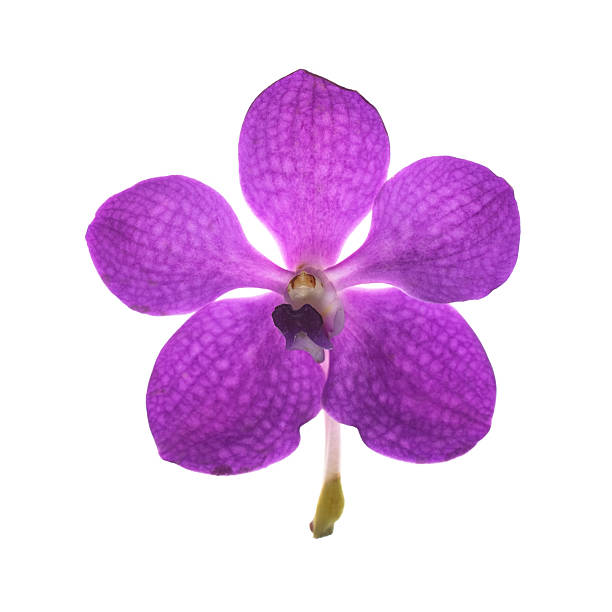 istock Purple orchid with stem isolated on white 531847061