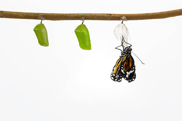 istock Common tiger butterfly emerging from pupa hanging on twig 531847182