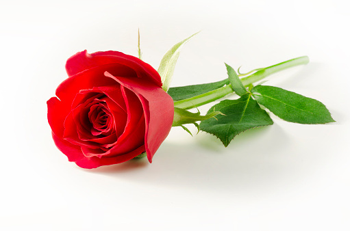 Single red rose isolated on white background.