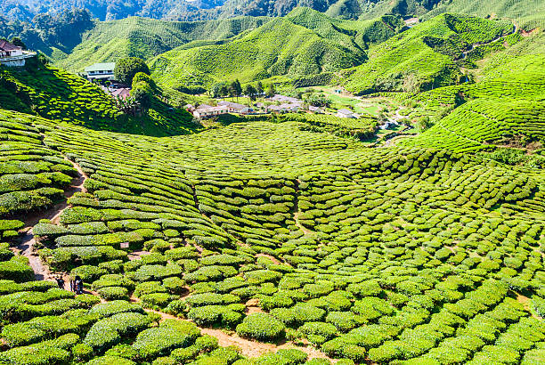 istock Village between tea plantations, Cameron highlands 531847488