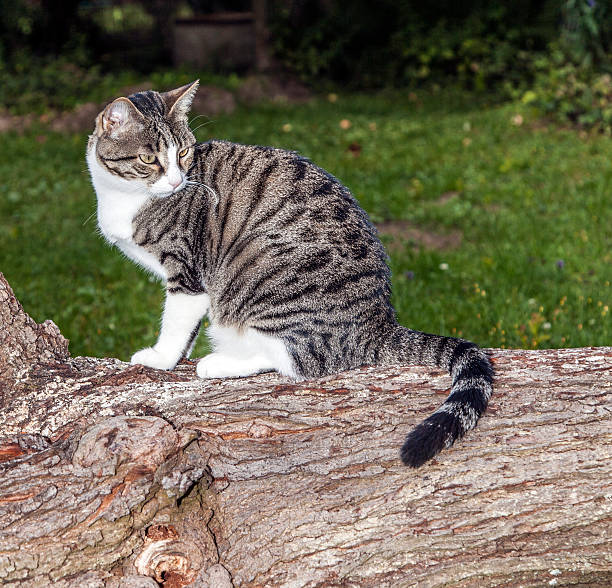 istock cat watching and hunting by night 531847897