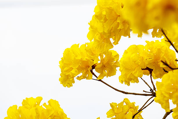 istock Yellow tabebuia flower blossom on white background 531848154