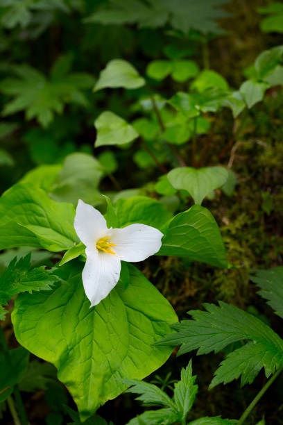 Isolation shot of trillium in the forest.