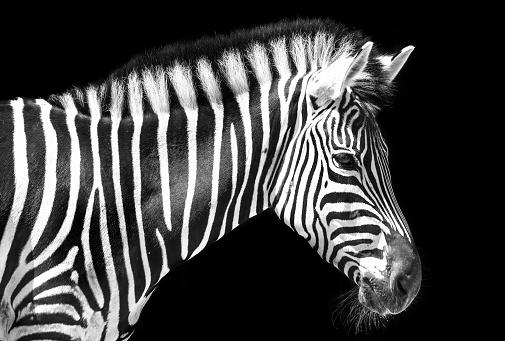 Portrait of a zebra looking at the camera with black background.