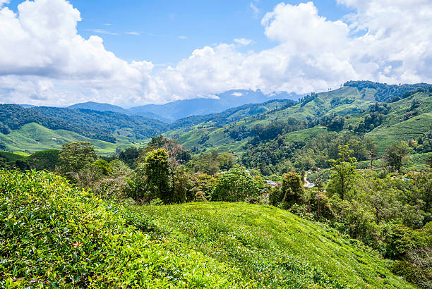 istock Tea plantation in Cameron Highlands, Malaysia 531849432
