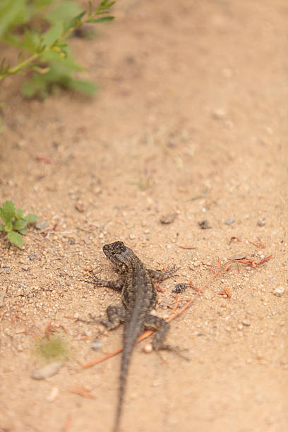 istock Brown common fence lizard, Sceloporus occidentalis 531849604