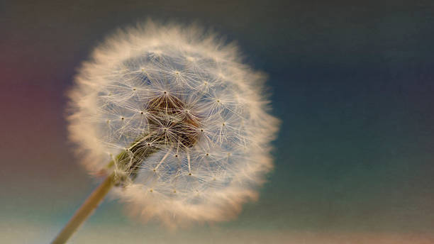 istock Digital art, paint effect, fluffy Dandelion seeds 531849850