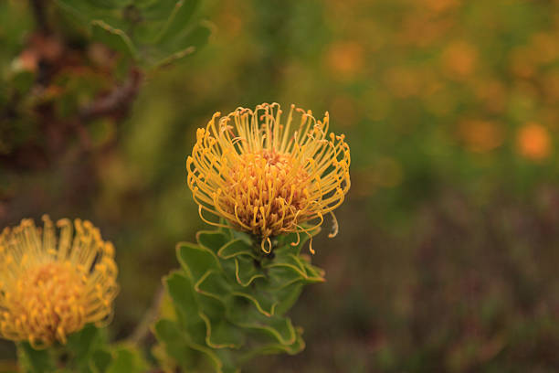istock Yellow pincushion protea Leucospermum cordifolium 531850412