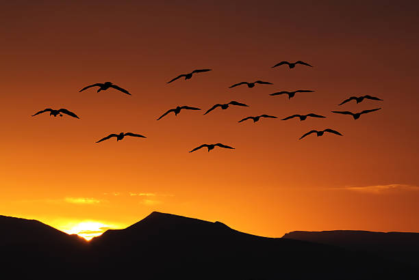 istock Spring or autumn migration of birds 531851250
