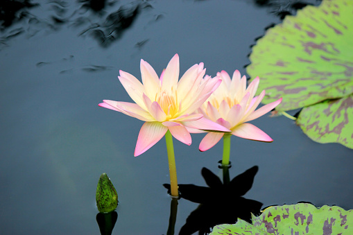 Gorgeous pink lotus, lotuses