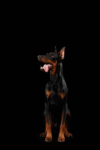 istock Obedient Doberman Pinscher Dog Sitting and Looking up, isolated Black 531851952