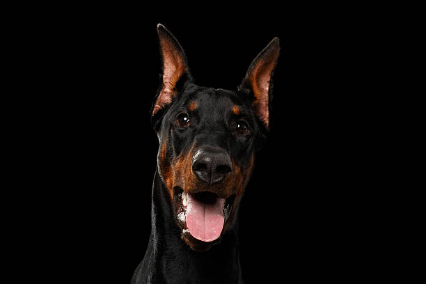istock Closeup Doberman Pinscher Dog Looking in Camera on isolated Black 531851976