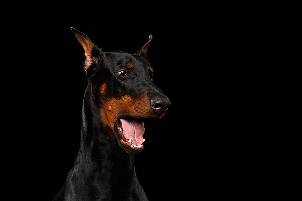 Closeup Funny Doberman Pinscher Dog Surprised Opened Mouth Isolated Black  Stock Photo - Download Image Now - iStock