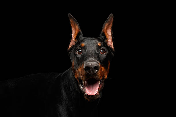 Closeup Doberman Pinscher Dog Looking in Camera on isolated Black