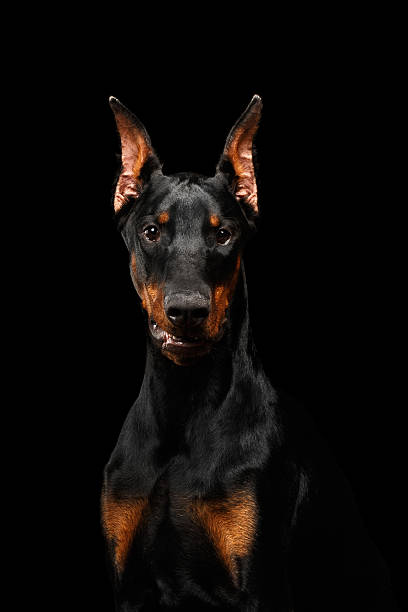 istock Closeup Doberman Pinscher Dog Looking in Camera on isolated Black 531852186