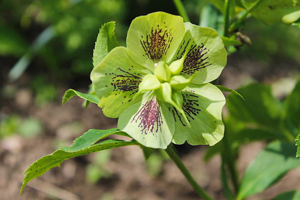 초록색입니다 헬레보레 꽃 - hellebore christmasrose stamen plant 뉴스 사진 이미지