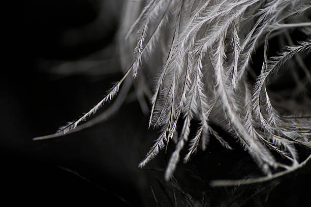 istock Bird ostrich feather, minimalist concept, reflection, black background 531852272