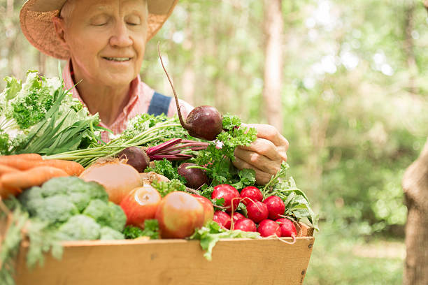 Senior adult, male farmer harvests organic vegetables.