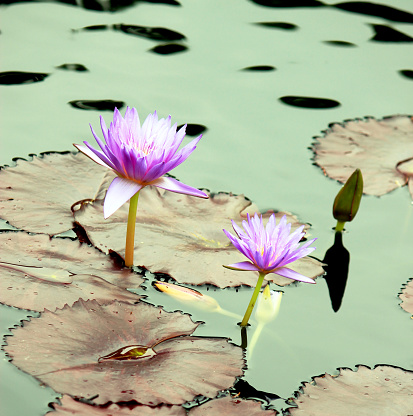 Gorgeous lotuses, lotus