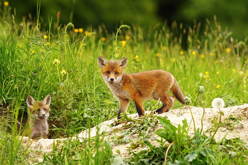 cute fox cub near the den ( Vulpes vulpes )