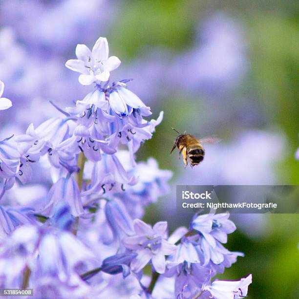 Bee In Lilac Stock Photo - Download Image Now - Animal, Bee, Blossom