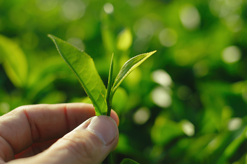 Farmer plucking a tea leaves at organic tea garden