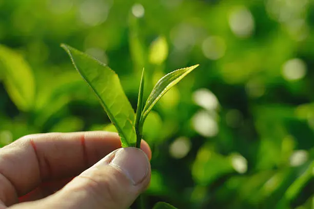 Photo of First flush tea leaves