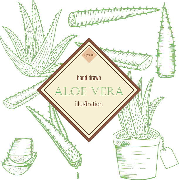 illustrazioni stock, clip art, cartoni animati e icone di tendenza di impostare di aloe vera - herbal medicine recovery herb human hand