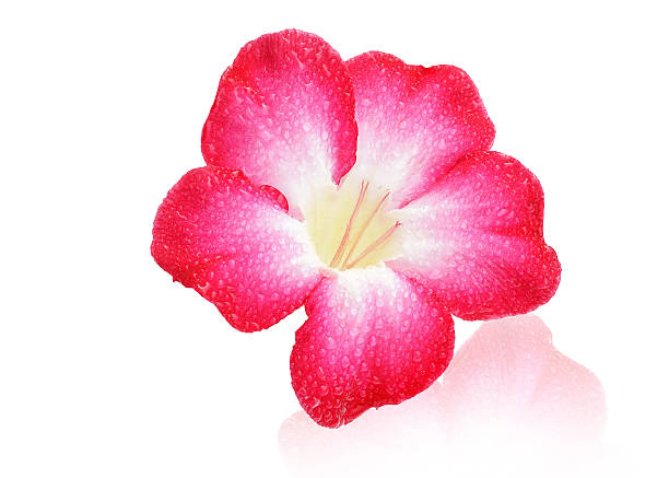 istock beautiful Plumeria flower 531856250