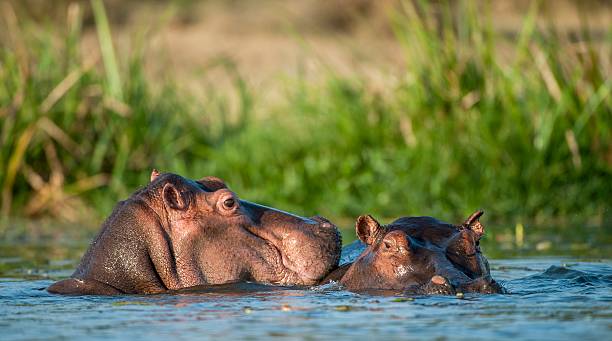 istock Hippopotamus in the water. 531856618