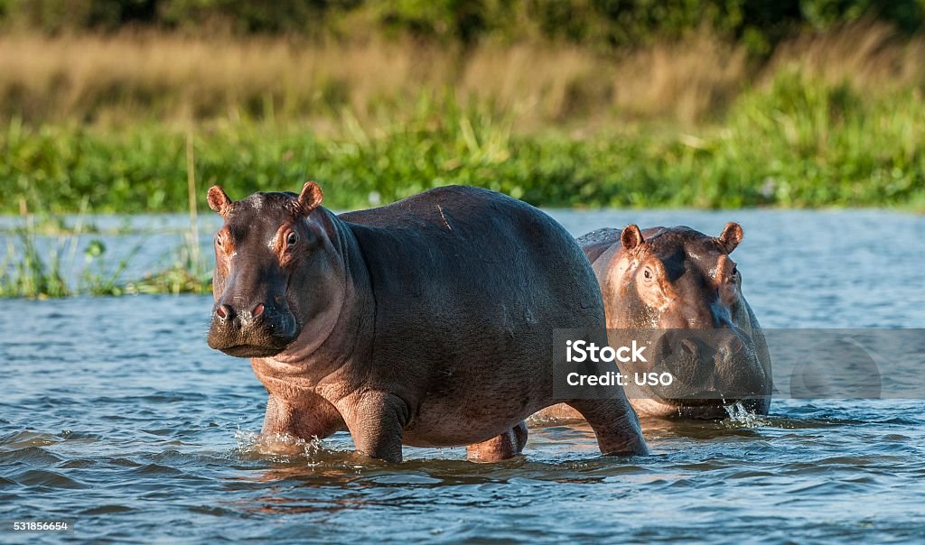 Hippopotamus in the water. Two common hippopotamus in the water. The common hippopotamus (Hippopotamus amphibius), or hippo. Africa Hippopotamus Stock Photo Hippopotamus in the water. Two common hippopotamus in the water. The common hippopotamus (Hippopotamus amphibius), or hippo. Africa Hippopotamus Stock Photo