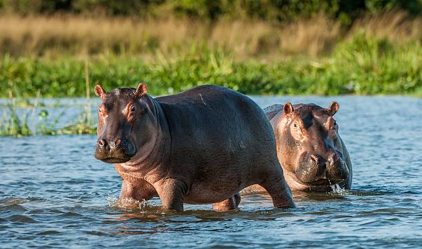 Hippopotamus in the water. Two common hippopotamus in the water. The common hippopotamus (Hippopotamus amphibius), or hippo. Africa uganda stock pictures, royalty-free photos & images