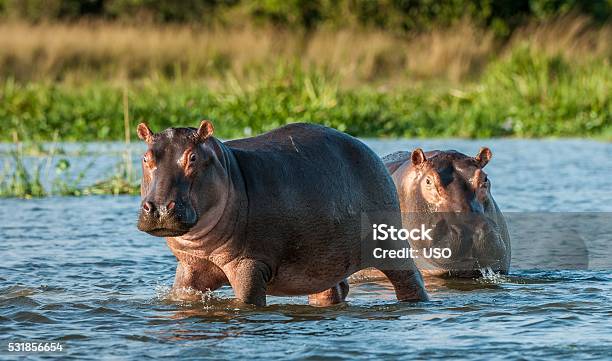 Hippopotamus In The Water Stock Photo - Download Image Now - Hippopotamus, Uganda, Tanzania