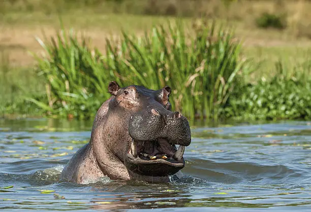 Photo of Yawning  hippopotamus in the water.