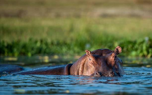 istock Hippopotamus in the water. 531856888