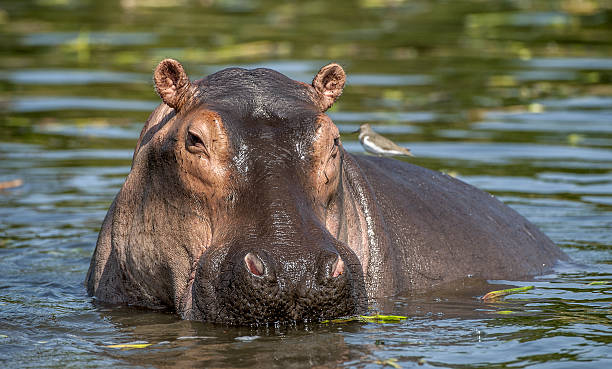 istock Common hippopotamus in the water. 531856906