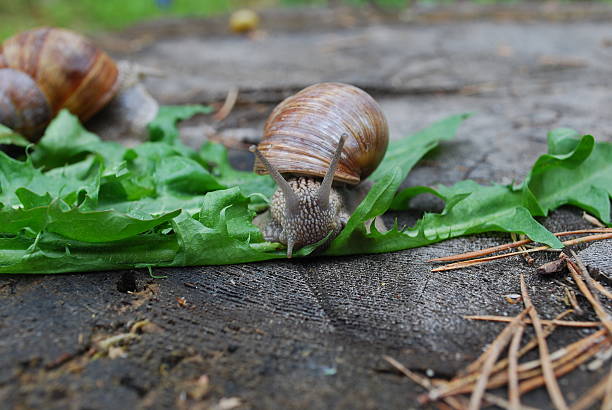 istock Snail crawling on dandelion leaves. 531857046