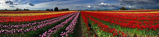 istock Colourful Panorama of Tulips Fields and Cloudy Sky. 531857460