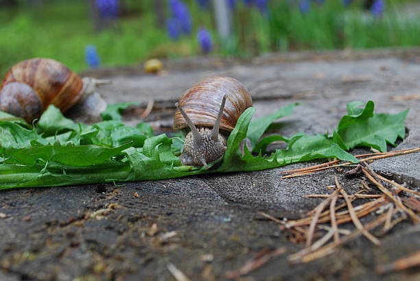 istock Snail crawling on dandelion leaves. 531857540