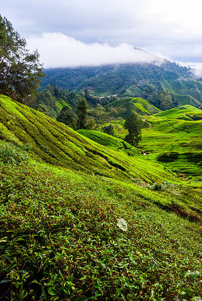 istock Tea plantation in Cameron Highlands, Malaysia 531857678