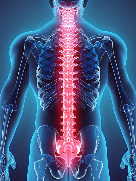 3 d ~의 삽화 척추, 의료 컨셉입니다. - human spine posture back backache 뉴스 사진 이미지
