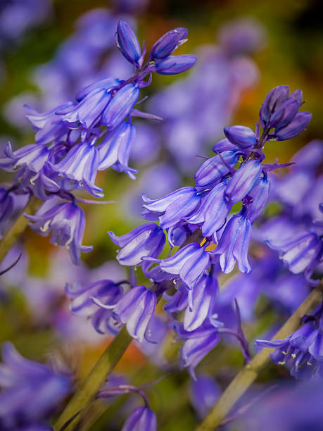 istock Campanula rapunculoides flowers 531858844