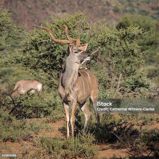 Kudu Bull Stock Photo - Download Image Now - Adult, Africa, Animal