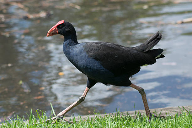 istock Australasian Swamphen walking 531860750
