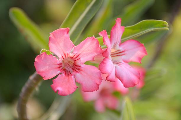 istock pink Adenium obesum flower 531860916