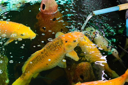 Koi Carps Fish swimming