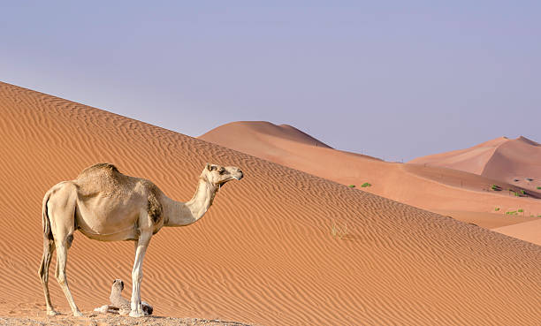 istock Baby camel and mother 531861477