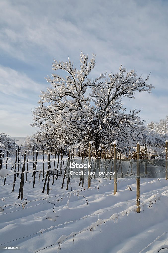 Winter tale in the fields of northern Bulgaria 2015 Stock Photo